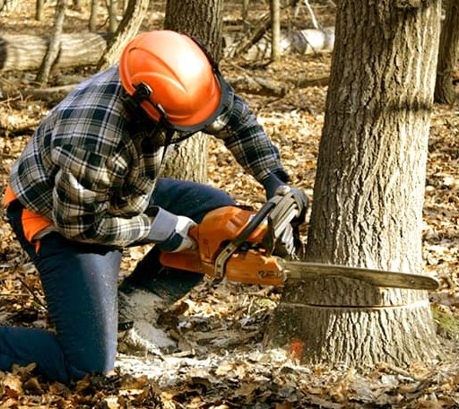 Tree Removal in Shirley, NY